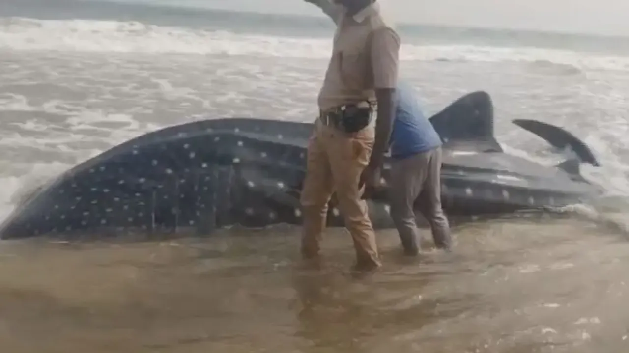 'Injured Shark' washes ashore beach in Odisha’s Ganjam, rescue operation launched 