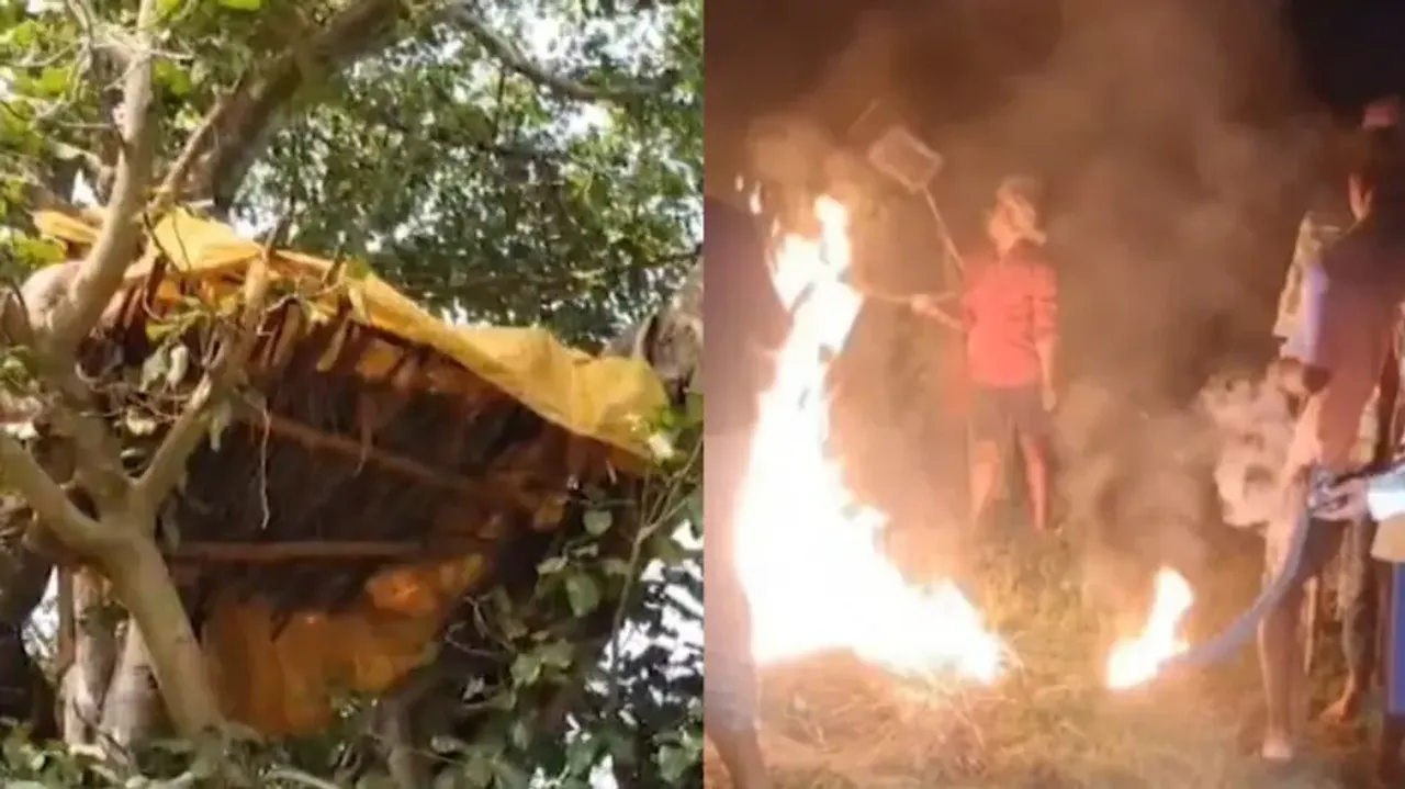 Odisha farmers endure sleepless night to protect crops from wild animals