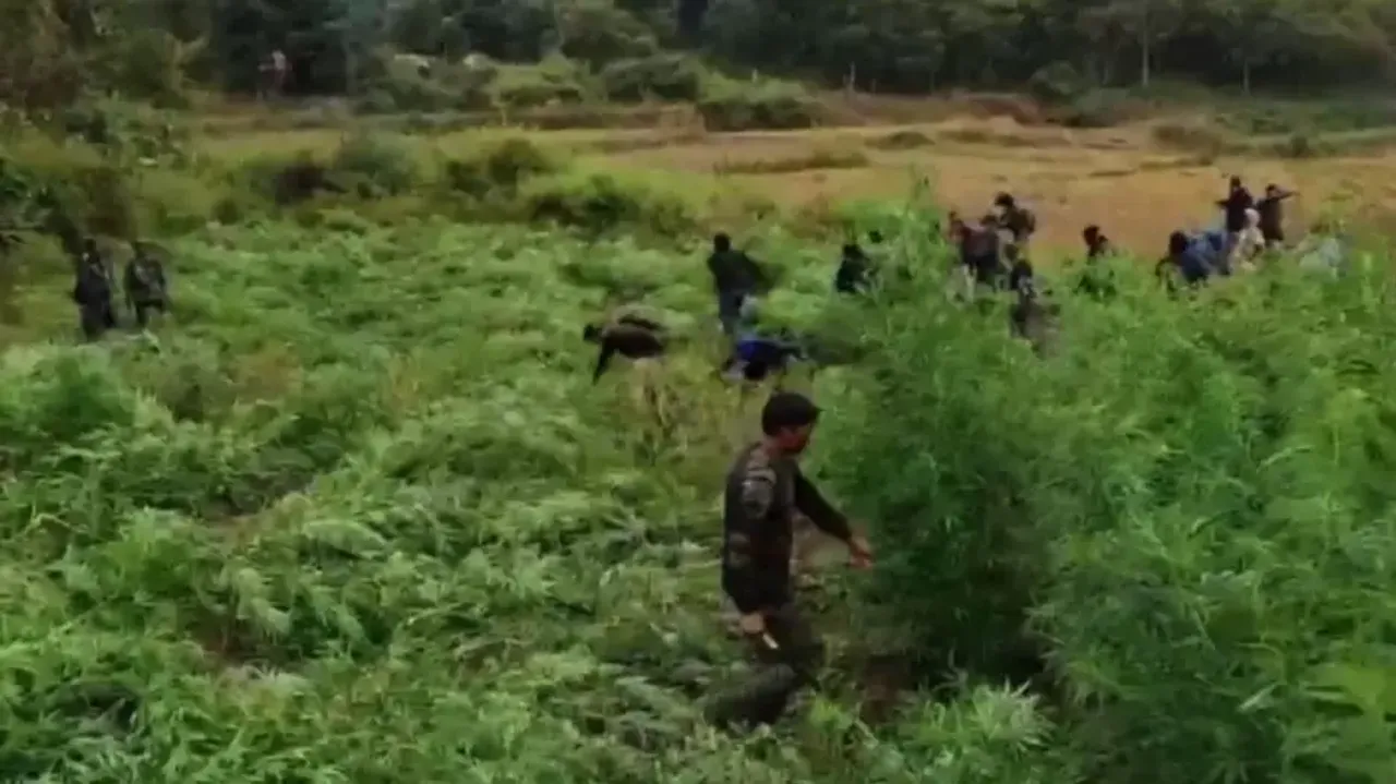 Green Clean Mission: Illegal ganja cultivation worth Rs 17 crore destroyed in Gajapati