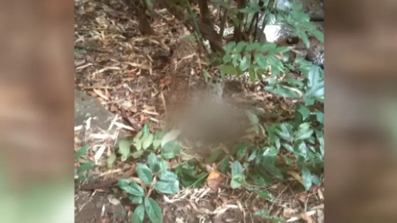 Leopard electrocuted in trap laid to poach wild boar