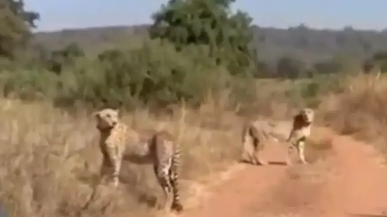 Two male cheetahs, Agni and Vayu, introduced to Kuno National Park in MP