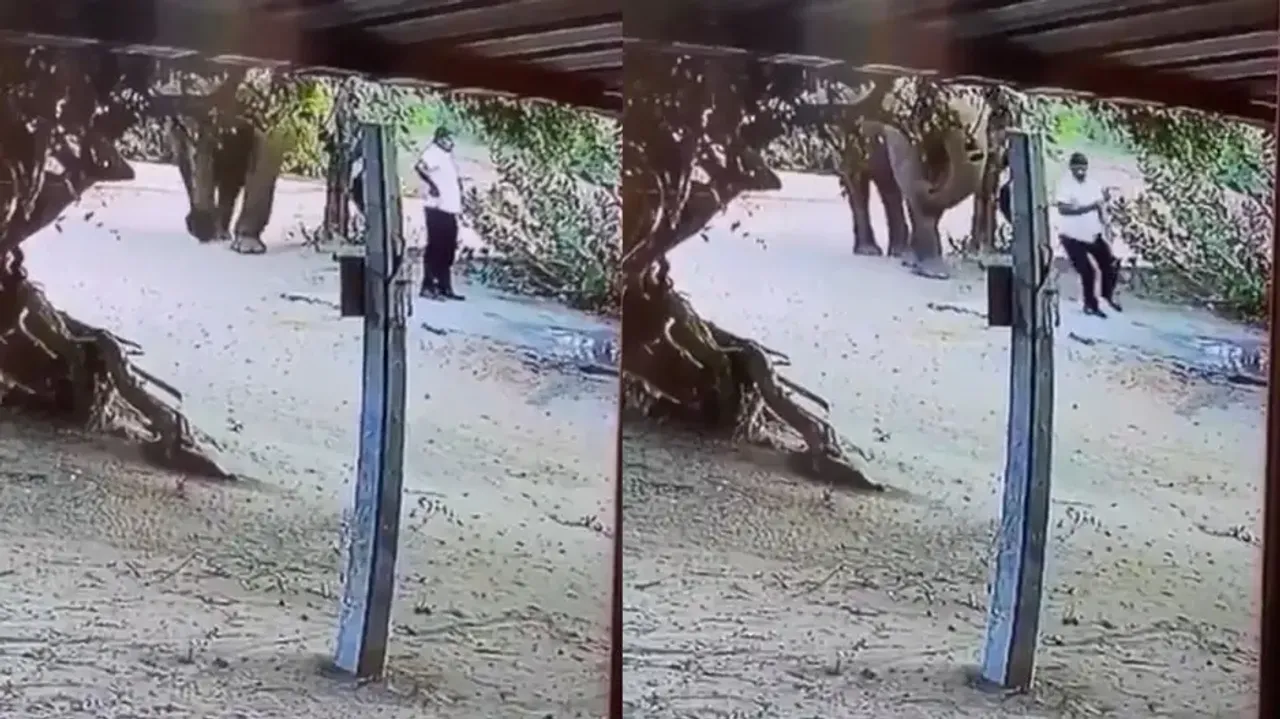 Gentle giant! Elephant 'alerts' man standing in its way instead of attacking, watch