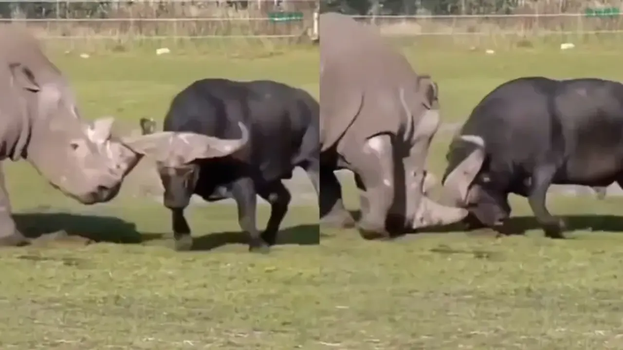 Rhinoceros vs Buffalo: Watch who wins the intense battle in this rare video