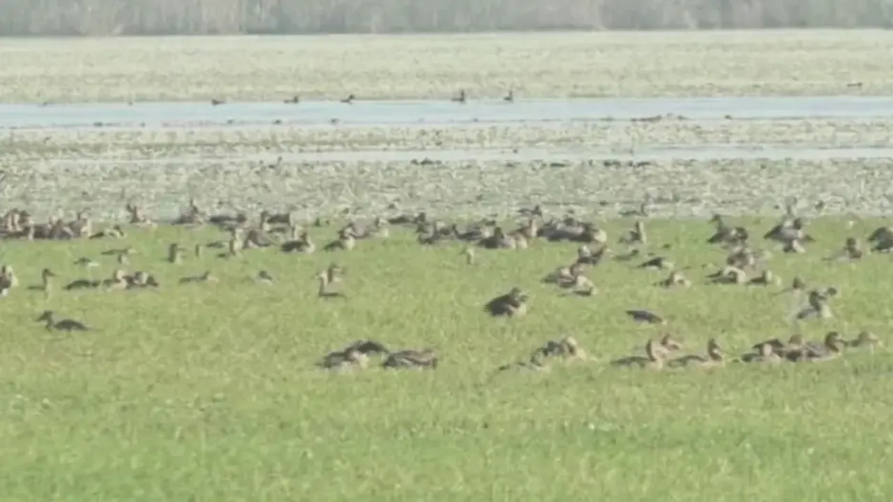 Annual bird census in Odisha on January 18