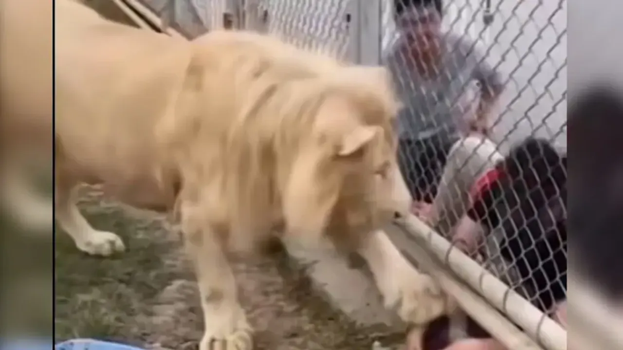 Man places hands inside Lion's enclosure, what Big Cat did is utterly shocking