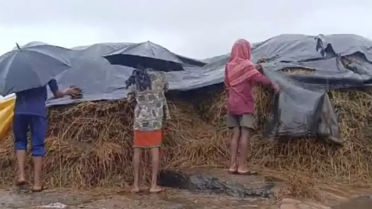 Low pressure-induced untimely rain leaves Odisha farmers in lurch 