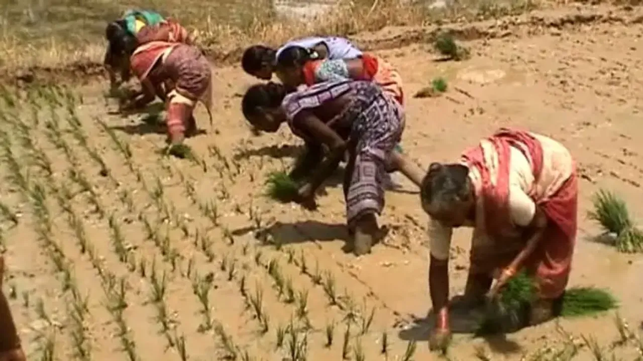 Odisha to introduce new agricultural policy emphasising organic farming