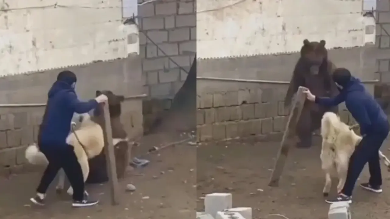 Man jumps in to save huge bear from pet dog! Watch