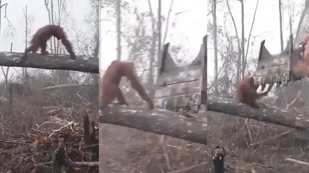 Heartbreaking! Orangutan tries to fight back bulldozer to save home, watch