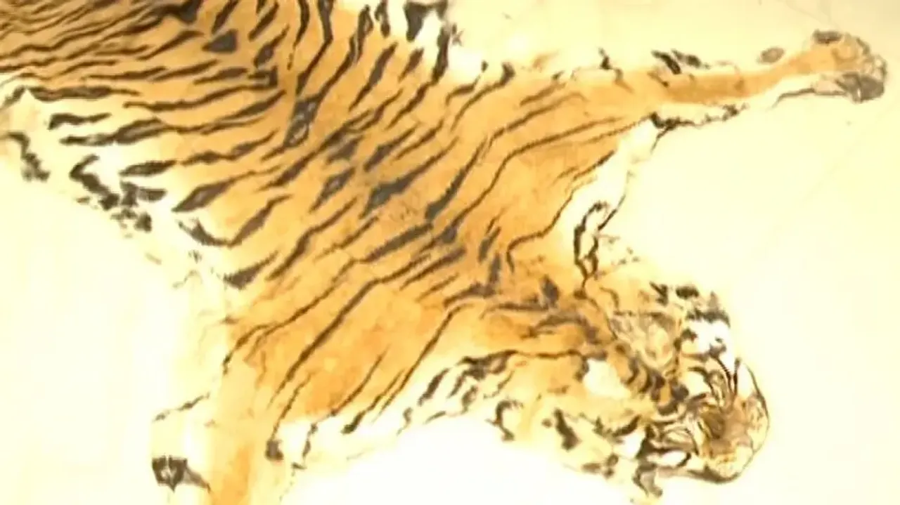 Tiger skin seized from smugglers in Balasore