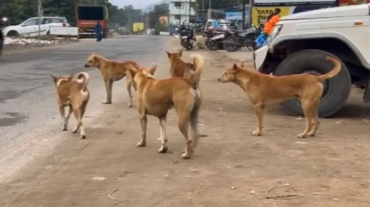 Stray dog sterilisation drive in Bhubaneswar soon to tackle rising attacks
