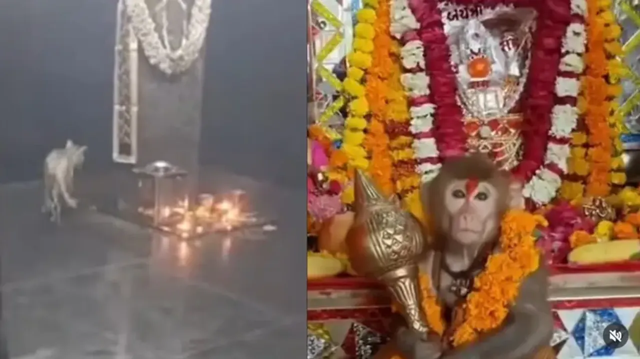 Cat's 'parikrama' at Shanidev temple and monkey posing holding 'gada' infront of Lord Hanuman statue