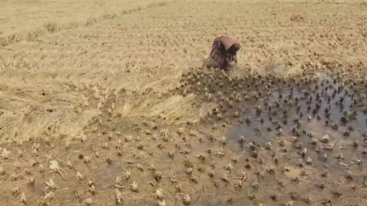 Crop loss due to unseasonal rains in Odisha