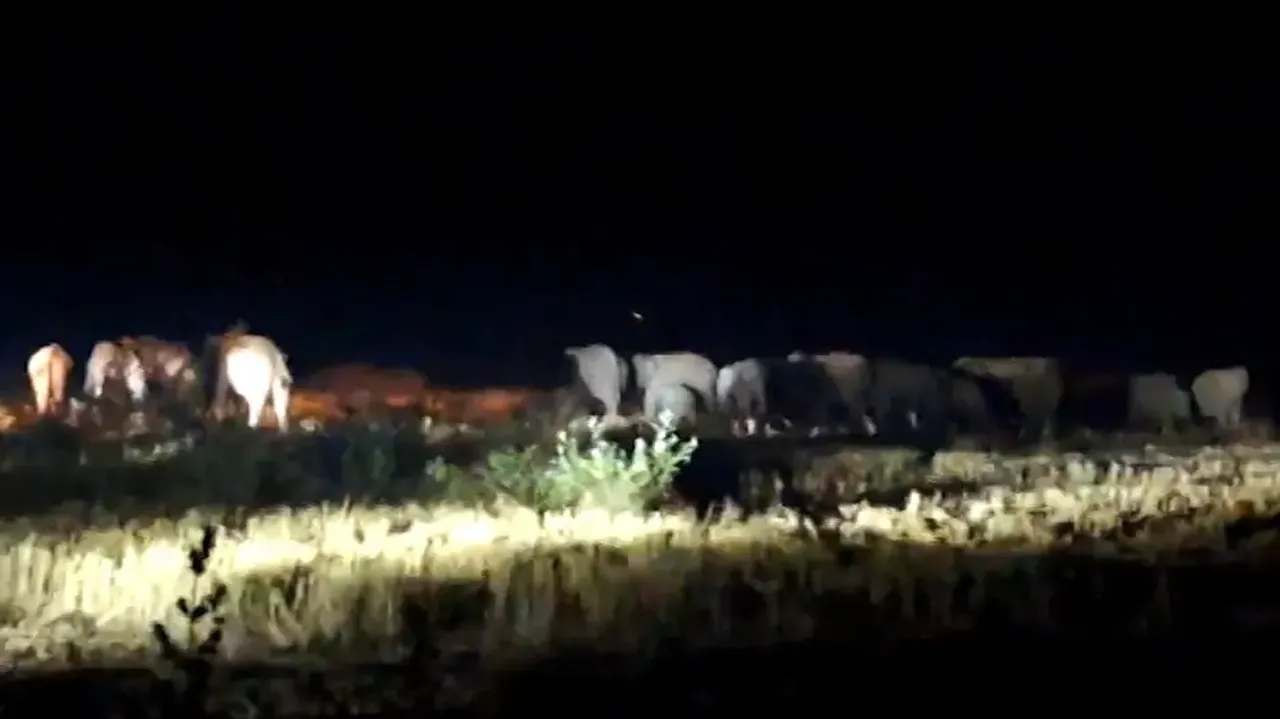 Elephant menace leaves farmers to burn midnight oil in Odisha