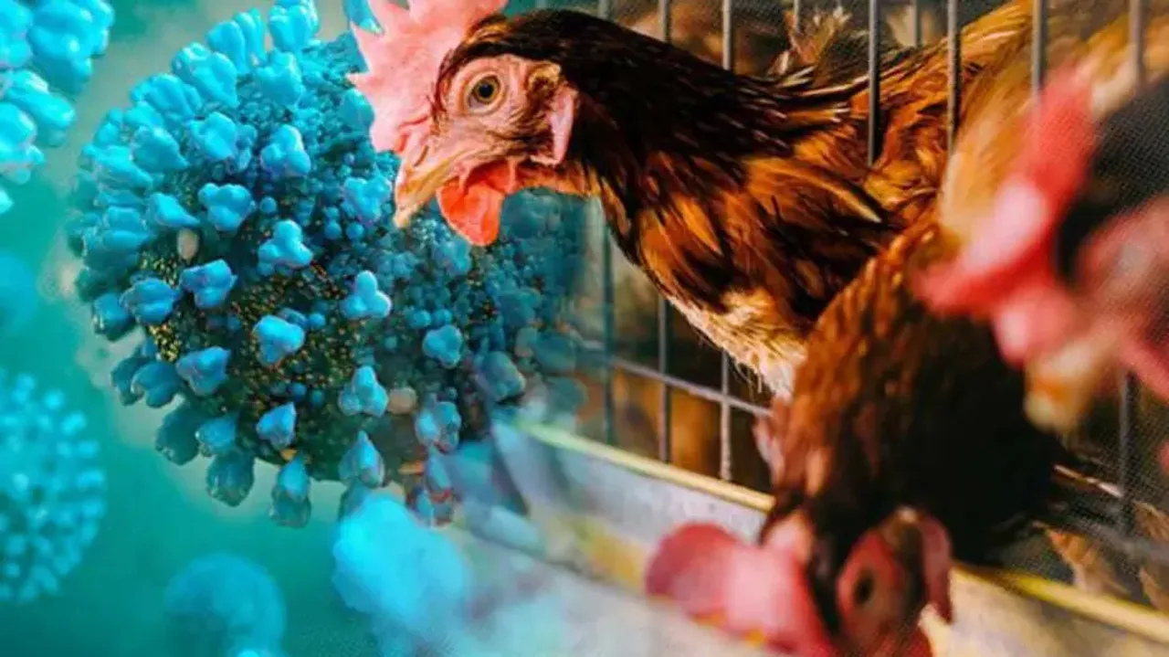 H5N1 flu virus