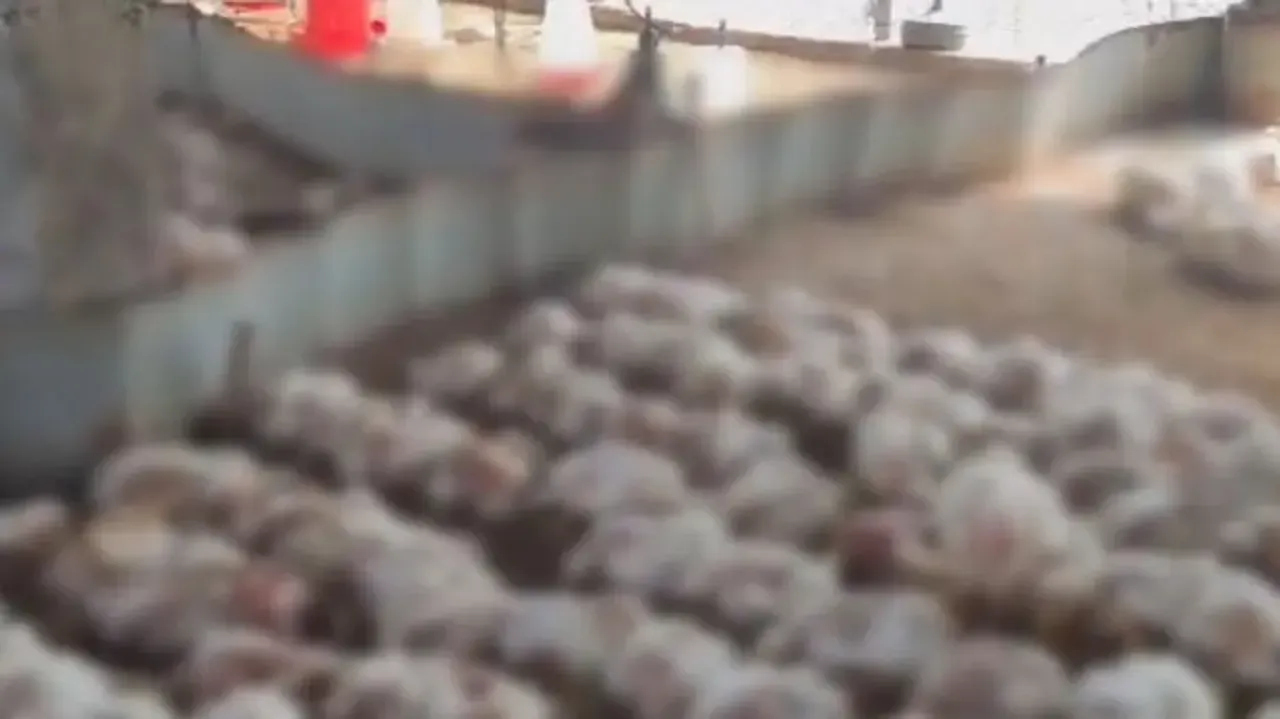 Bird flu scare resurfaces in Odisha's Puri 