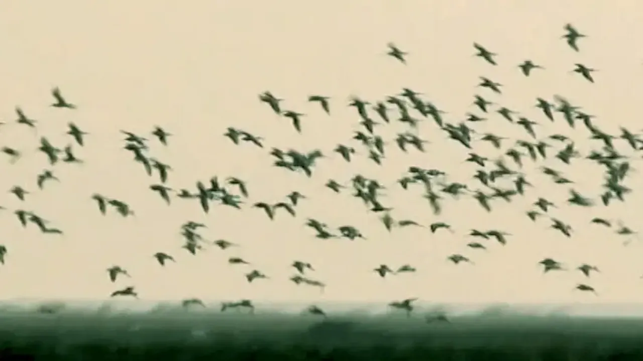 National Chilika Bird Festival beckons visitors to Odisha