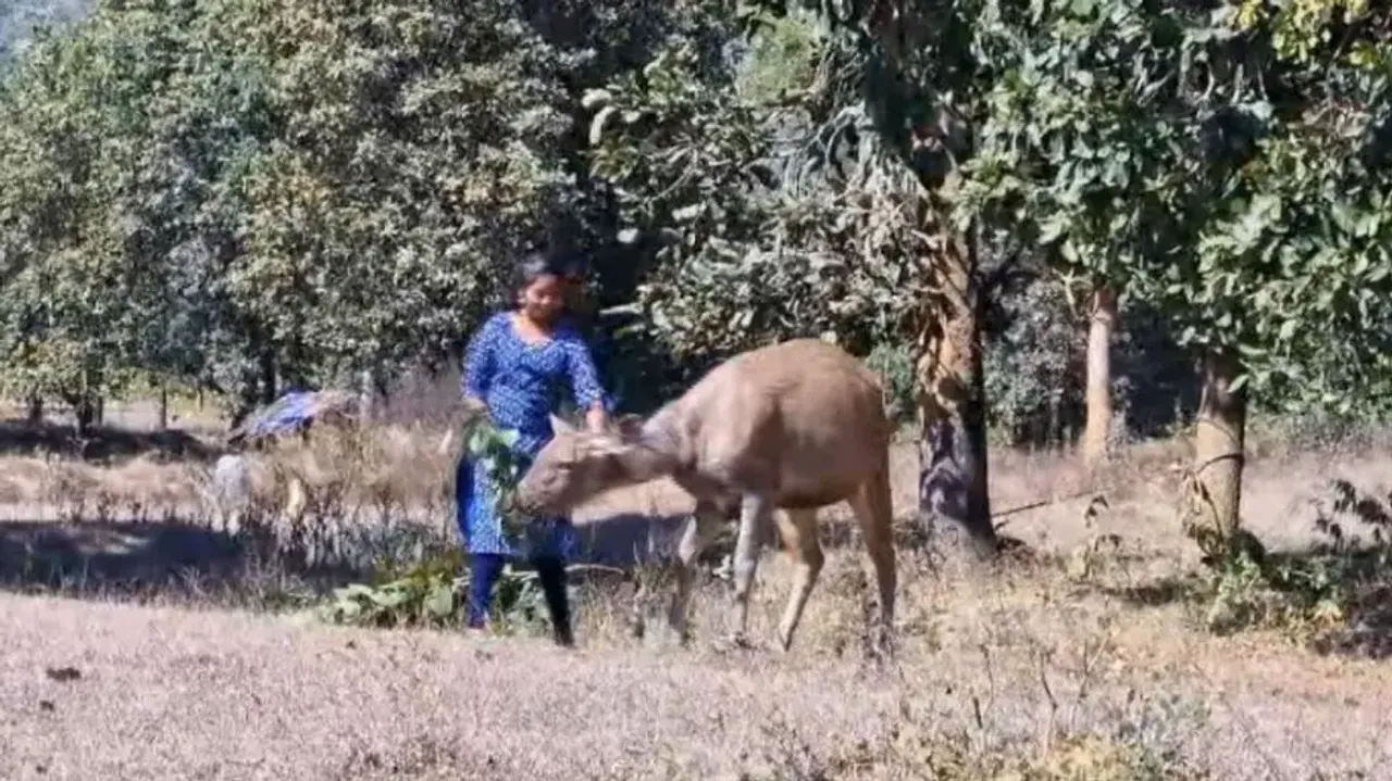 Odisha family’s unbreakable bond with Sambar deer 