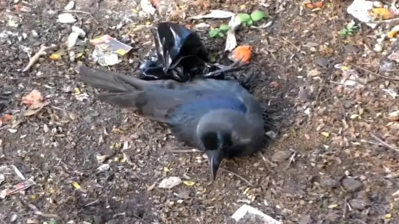 After Chilika, crow deaths trigger possible bird flu scare in Odisha’s Paradip