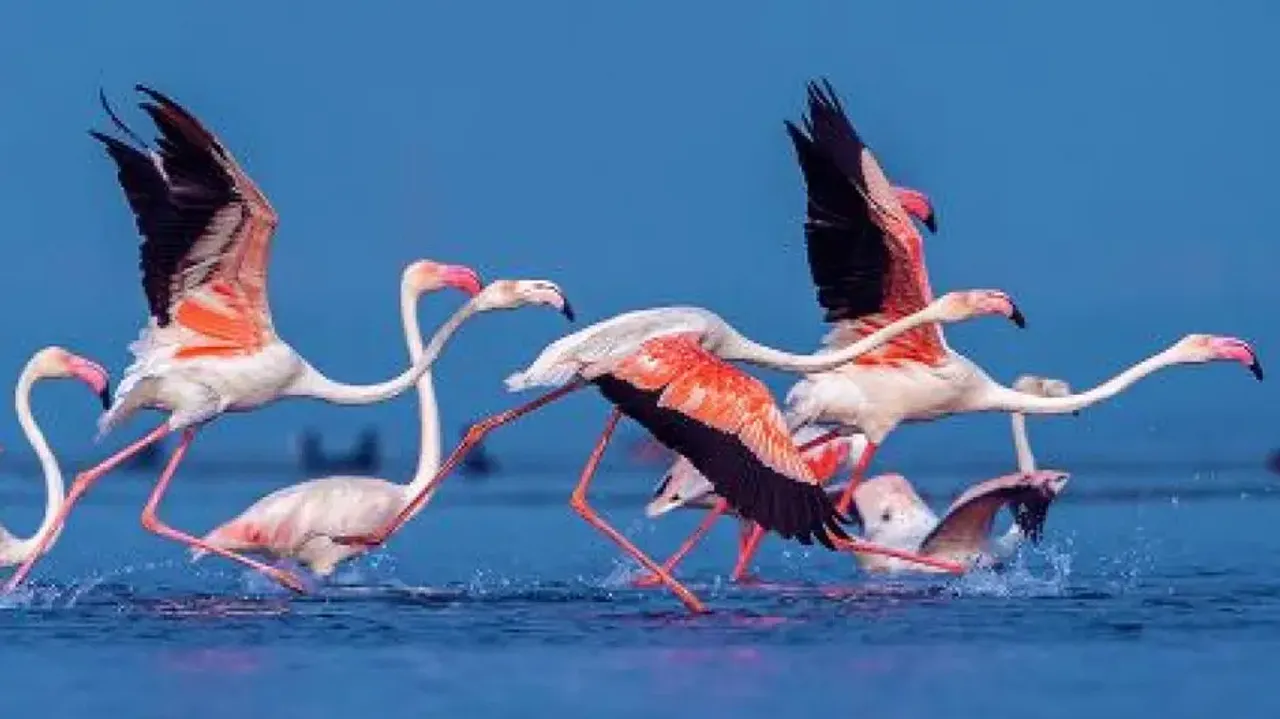 Over 15 lakh birds of 200 species recorded in Odisha’s wetlands