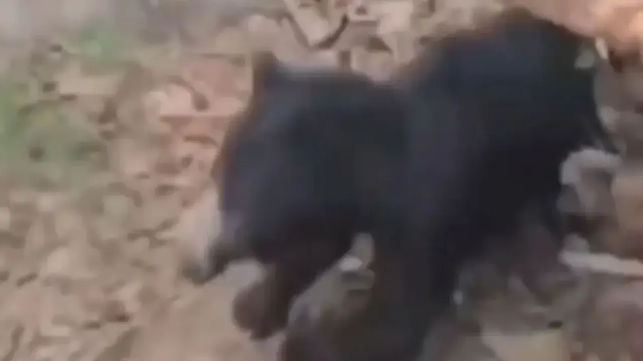 Forest official fights off 'killer' bear after it mauls two people to death in Chhattisgarh