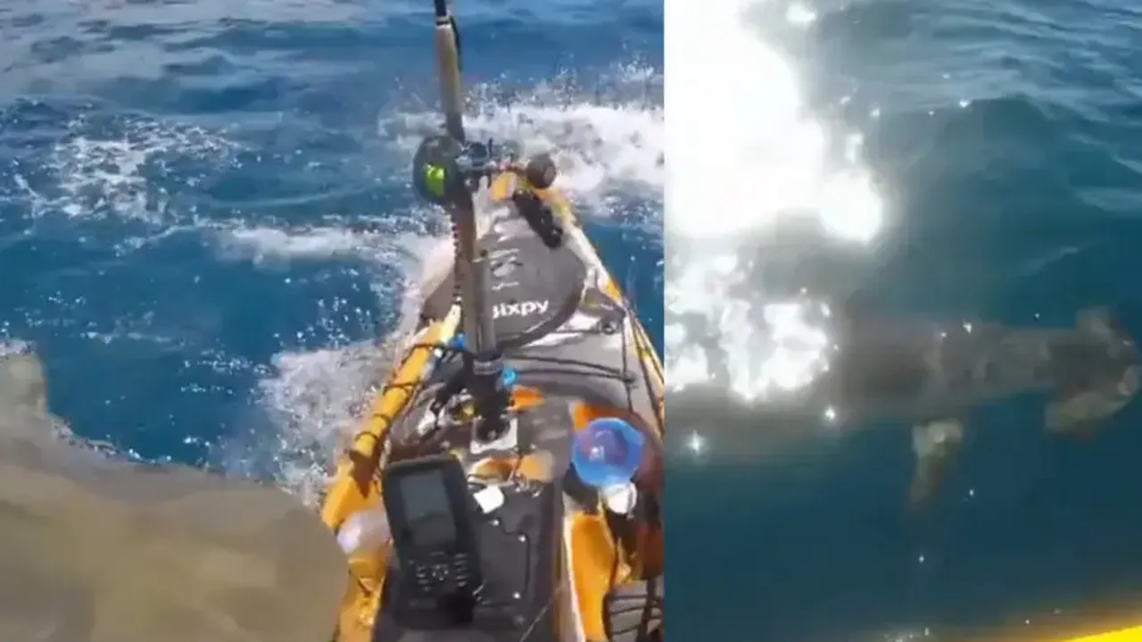 Man attacked by two sharks of different species while kayaking, watch how he escapes