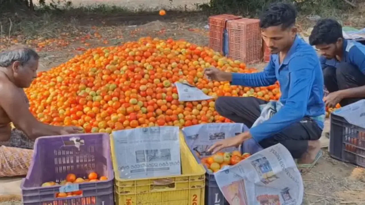 Tomatoes sold at Rs 2 per kg, Odisha farmers in despair as prices fall drastically