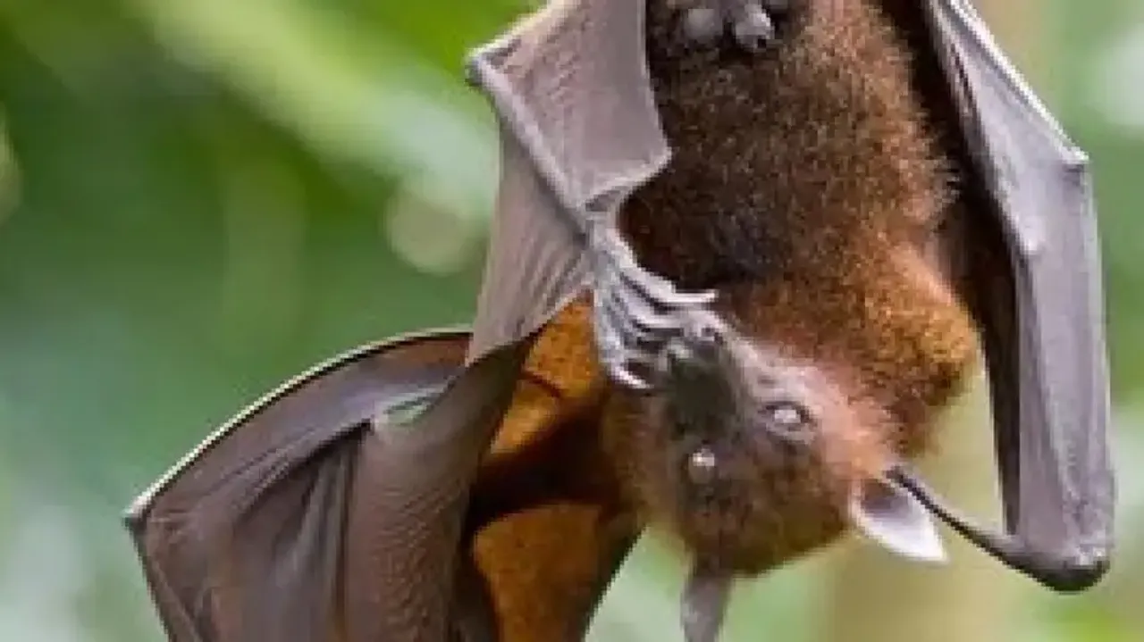 New bat coronavirus 