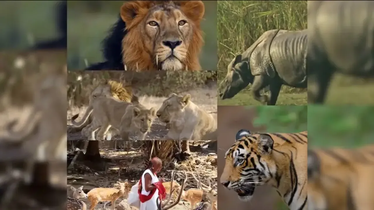 PM Modi on India's fauna