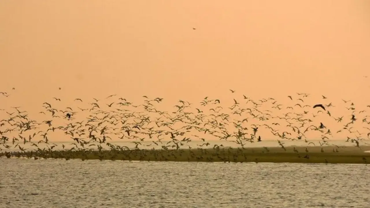 Migratory birds leave Bhitarkanika as temp soars