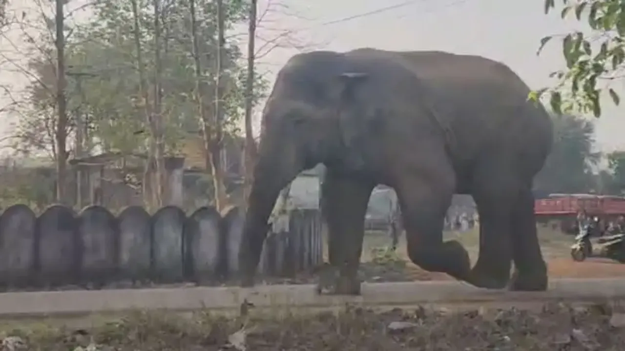 Tuskers wreak havoc in separate incidents in Odisha; temple priest trampled to death