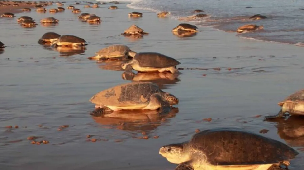 Olive Ridley turtles in Odisha