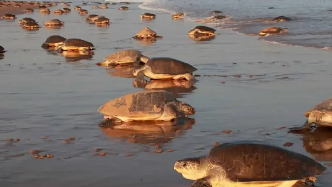 Olive Ridley turtles avoid Odisha's Gahirmatha beach