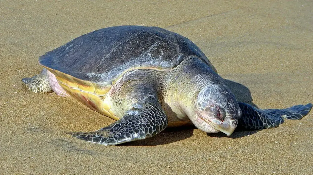 World's largest-known nesting ground of Olive Ridley turtles is in Odisha; things you should know