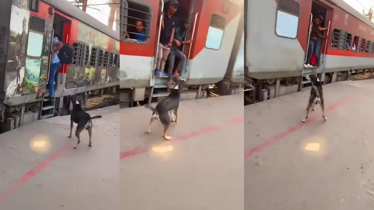 Stray dog warns passengers from hanging near door of moving train