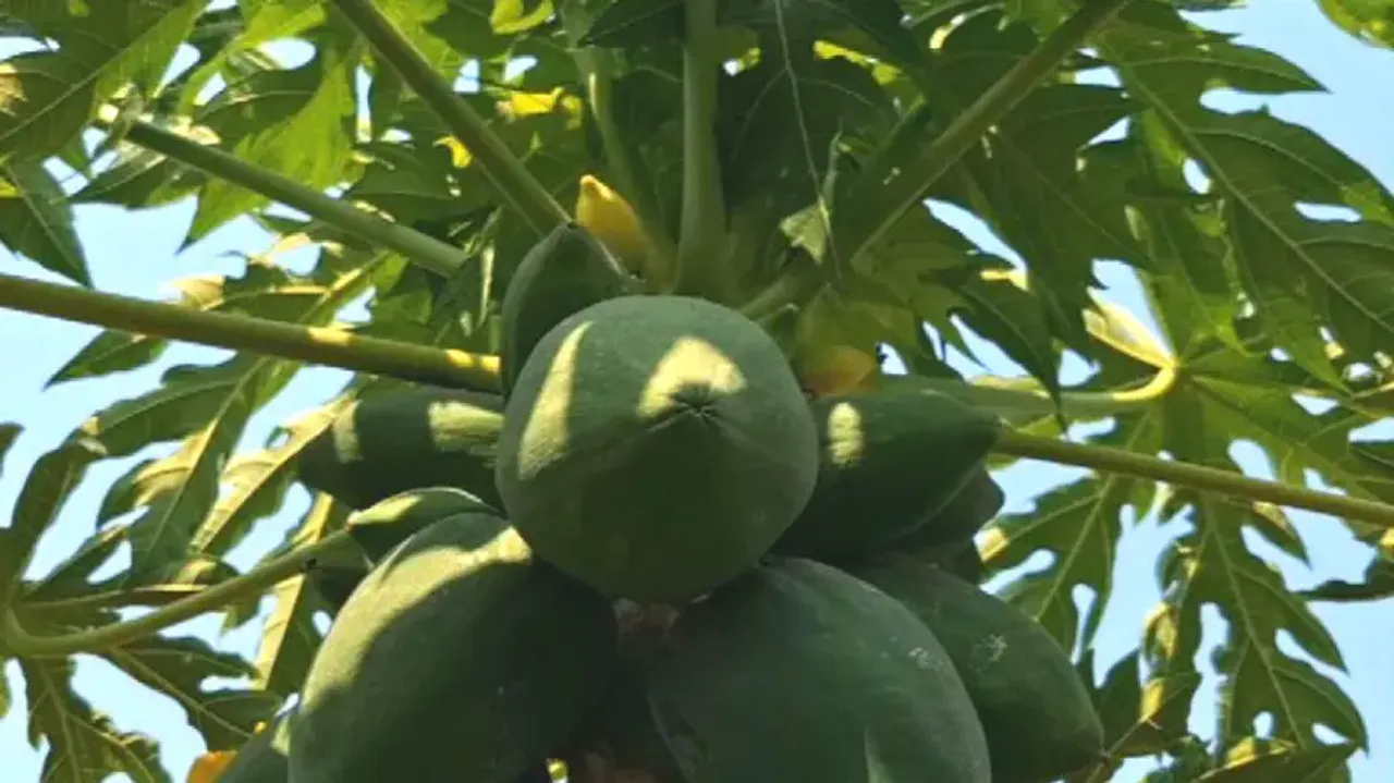 After mango, Dhenkanal’s papaya exported to London & Ireland markets