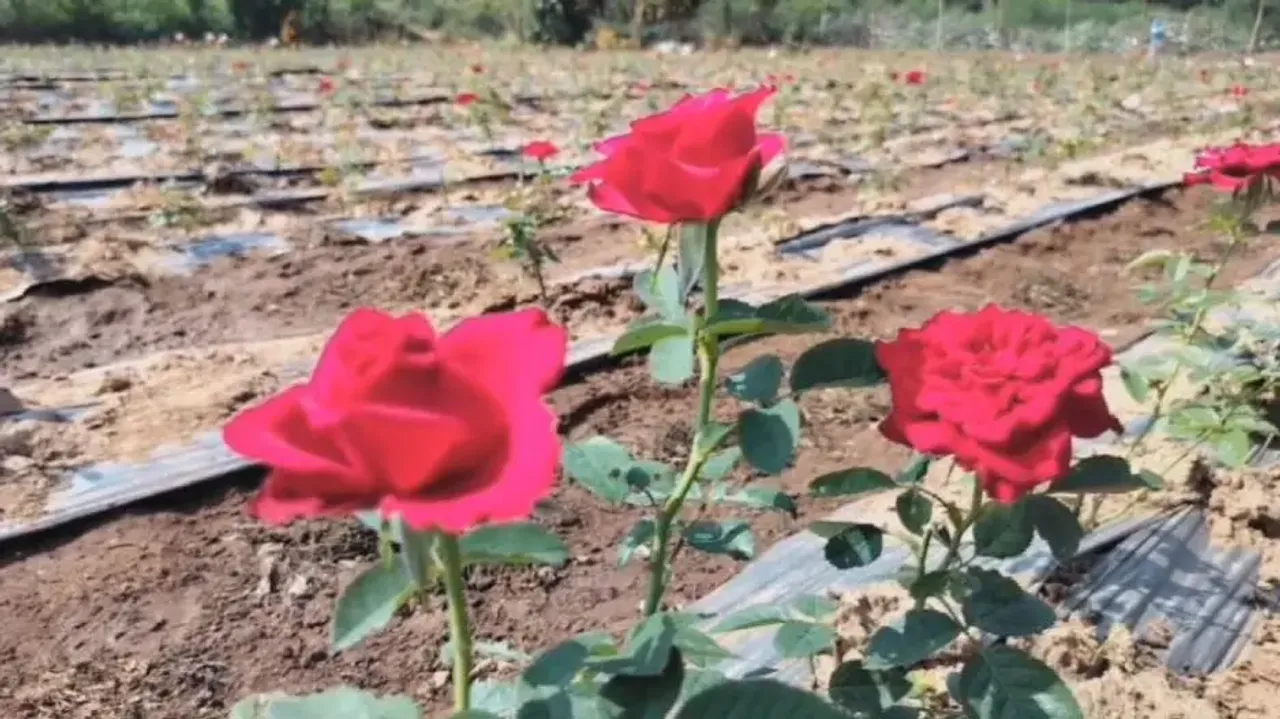 Transforming lives: Know how Rose cultivation is empowering tribal women in Odisha