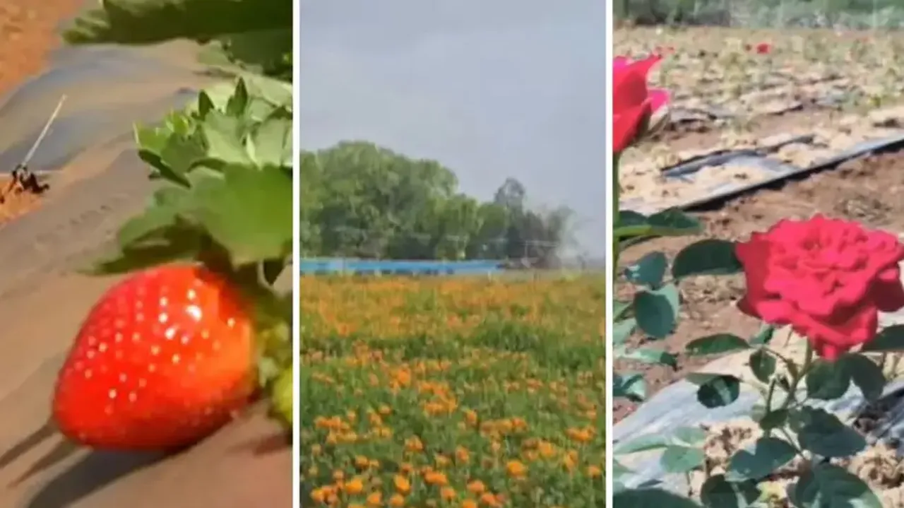 Strawberries to rose, how Odisha farmers are breaking traditional crop barriers