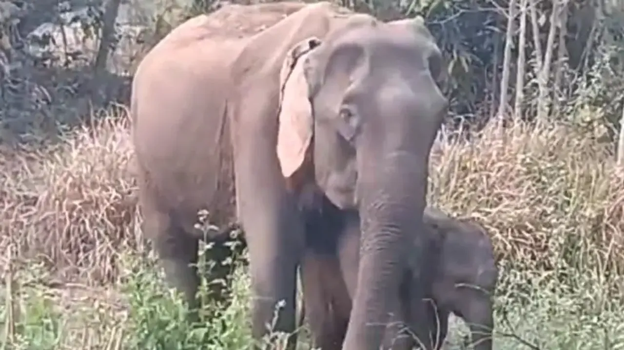‘Sick’ mother elephant, calf refuse to leave village in Odisha’s Cuttack