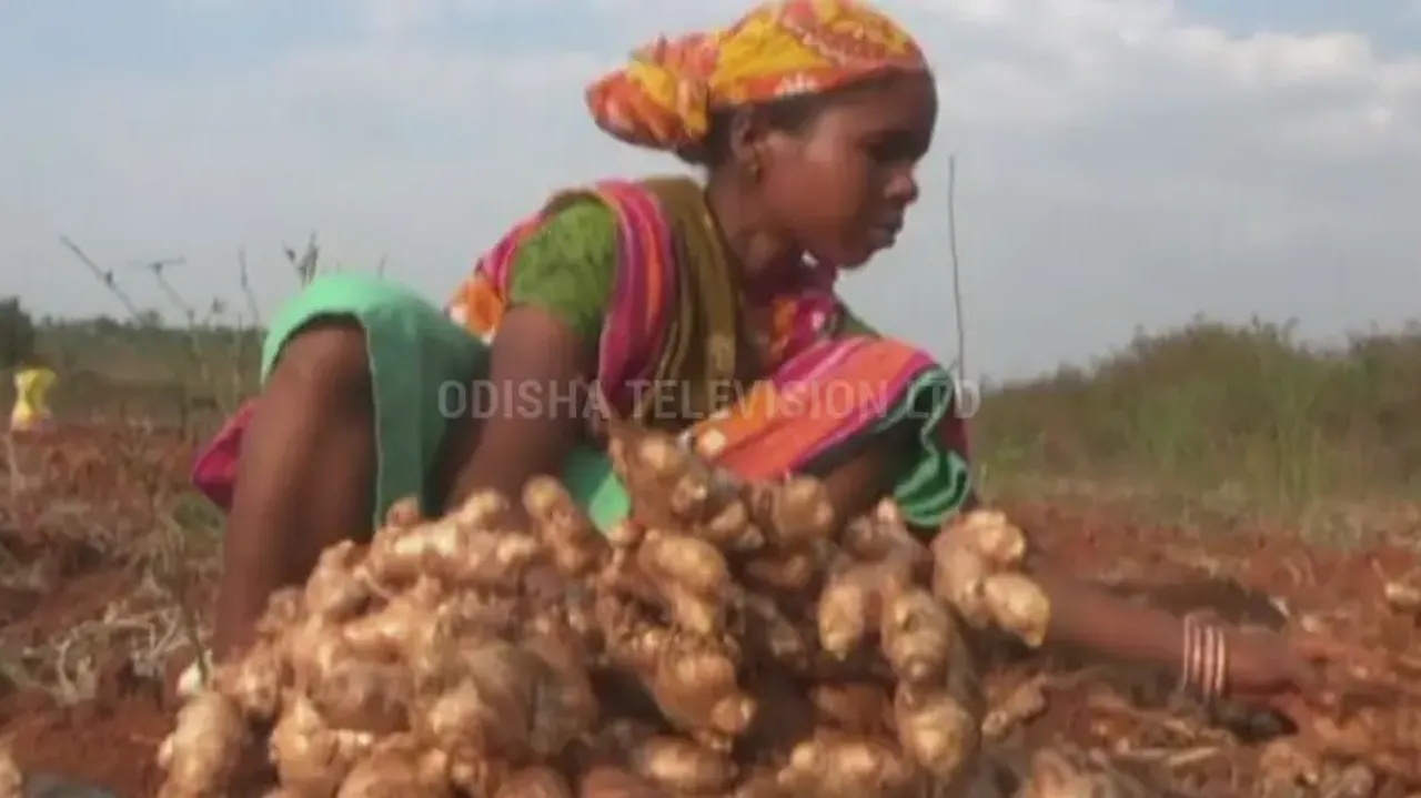 Distress sale of ginger leaves Odisha farmers in lurch, demand for cold storage units grows 