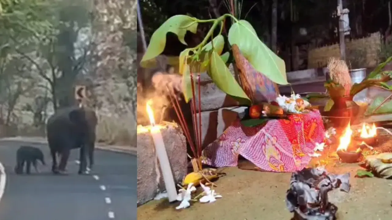 Odisha villagers perform ‘Ekoisia Puja’ ritual of elephant calf for a long life, watch