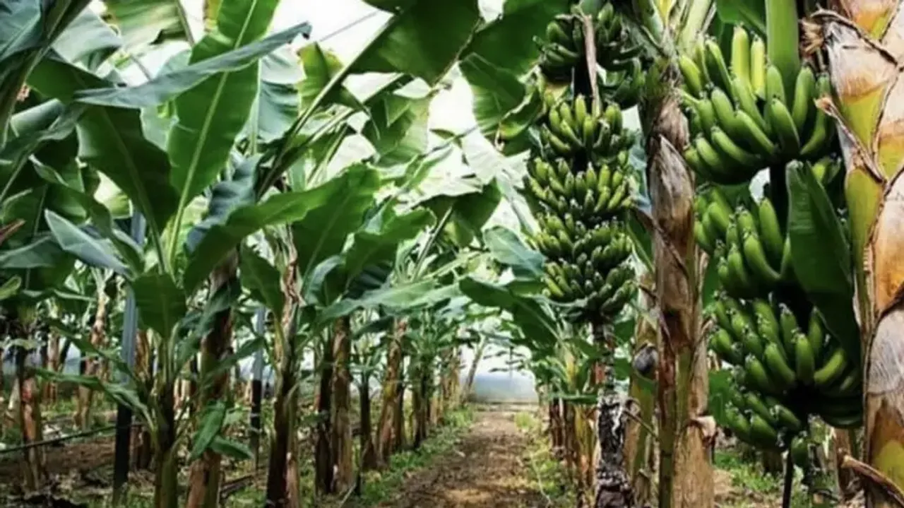 From Kalahandi, Bhubaneswar Airport to Dubai, G9 bananas' journey to know!