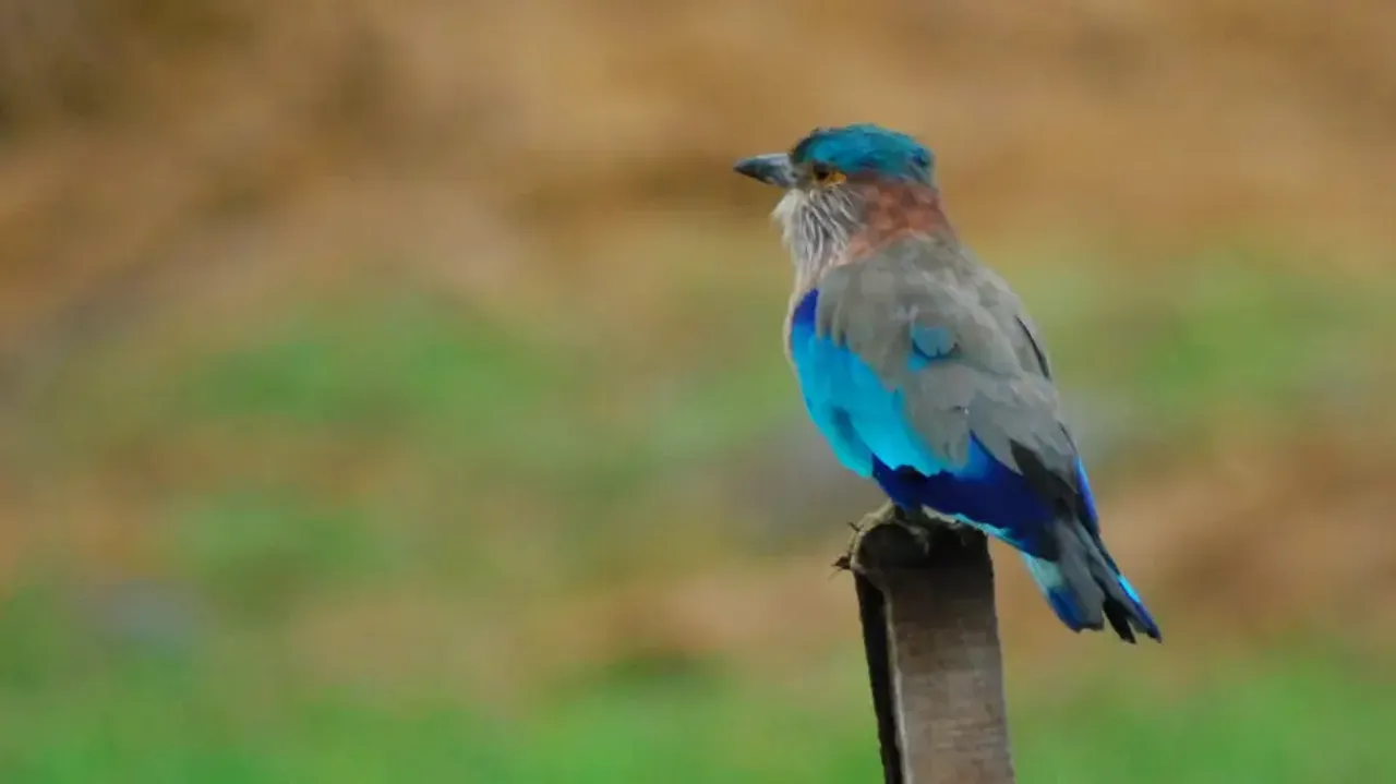 Neelkanth, the state bird of Odisha: Know its cultural and spiritual significance