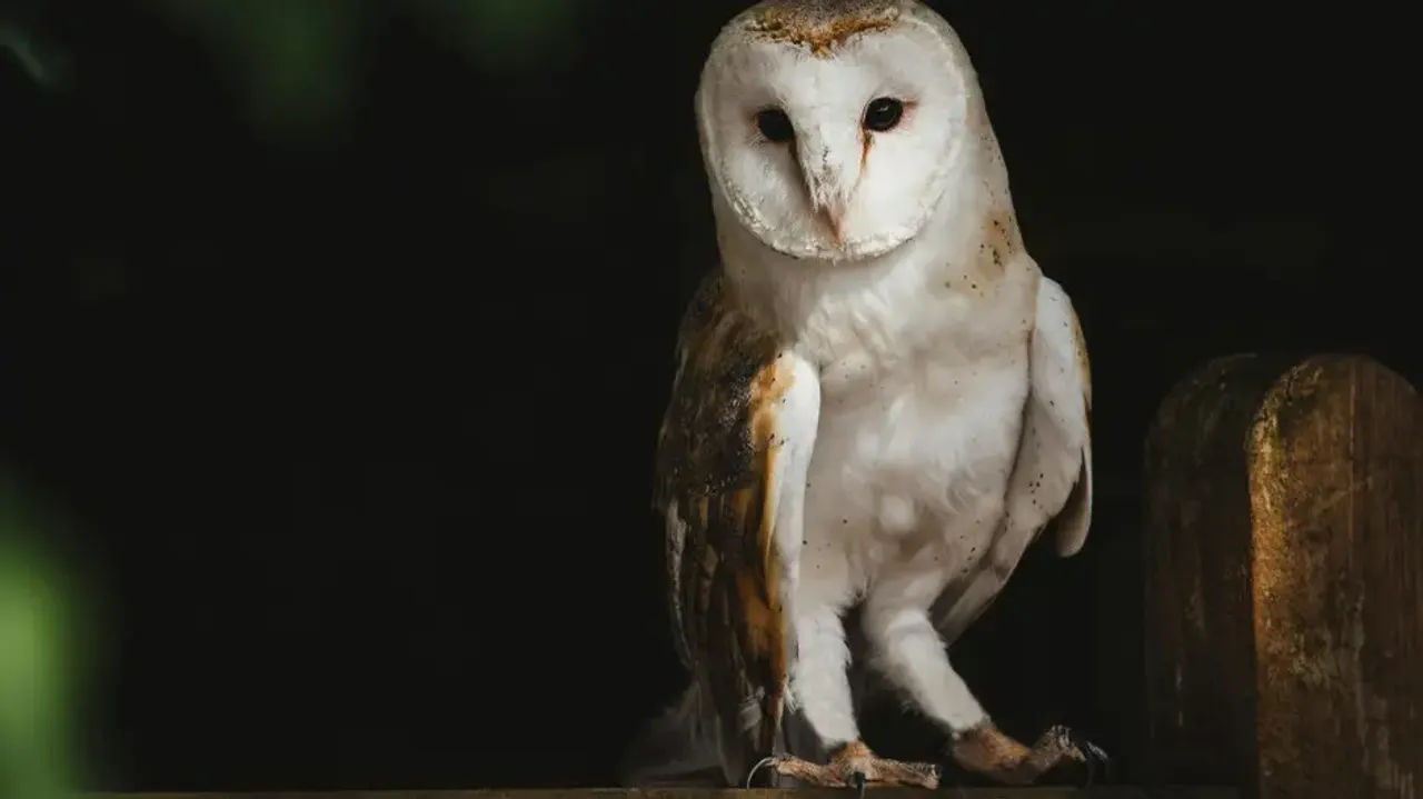 Can owl rotate their neck 360 degree?