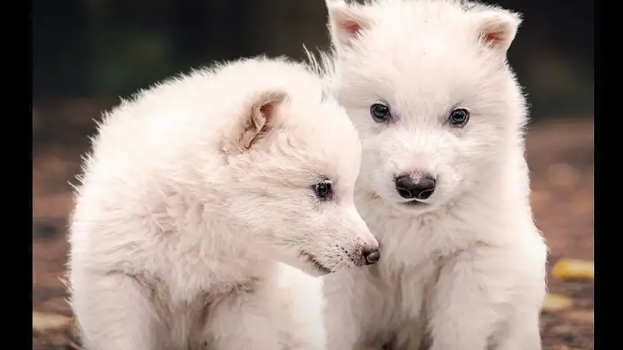 Dire Wolf 'resurrected' 