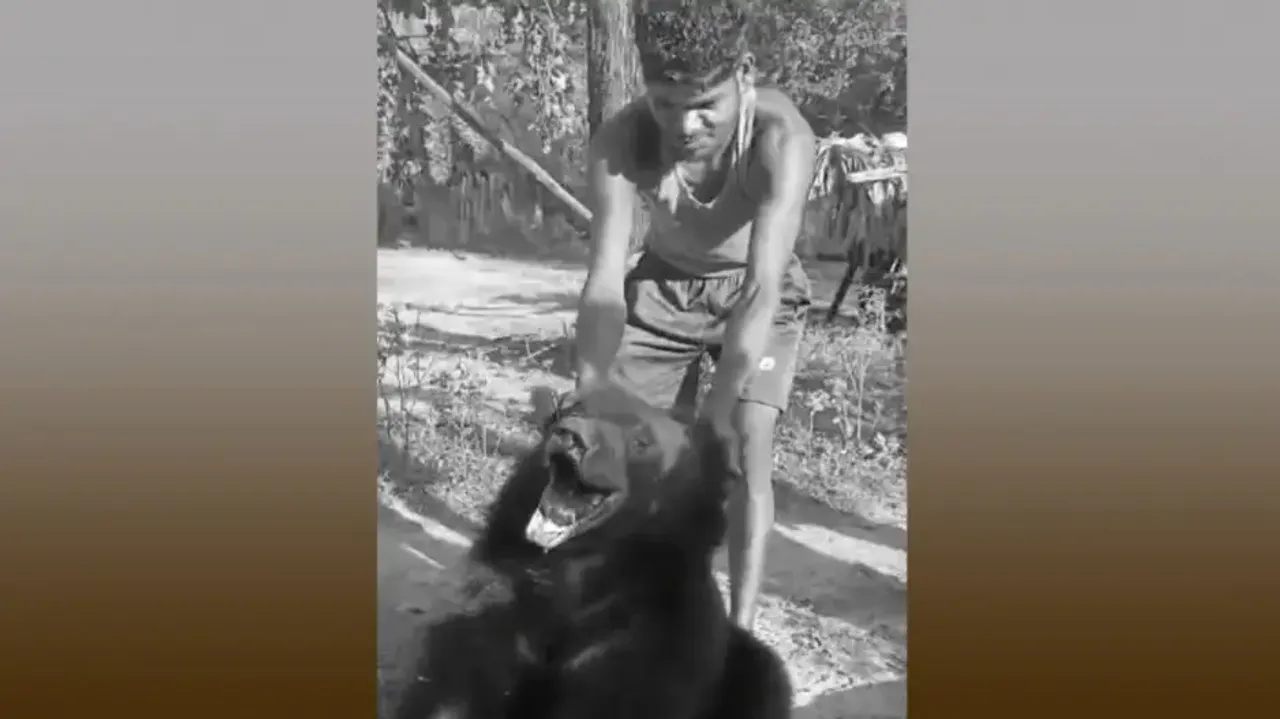 Bear tied, beaten up in Malkangiri