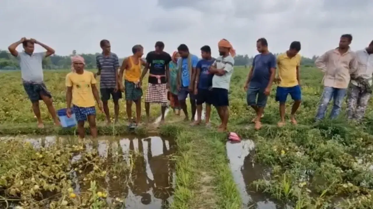 Kalbaishakhi rain leaves trail of destruction; 500 acres of tomato crops destroyed