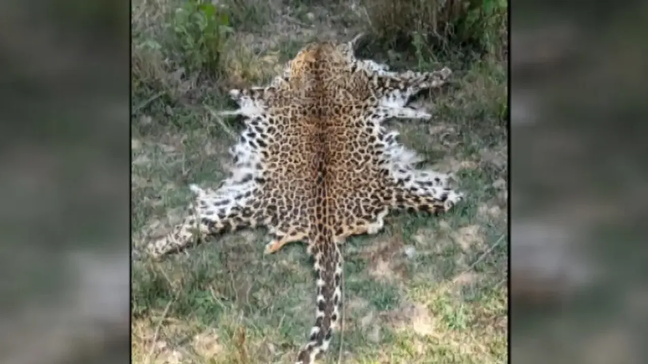 Odisha STF arrests two in Kandhamal for possession of leopard skin