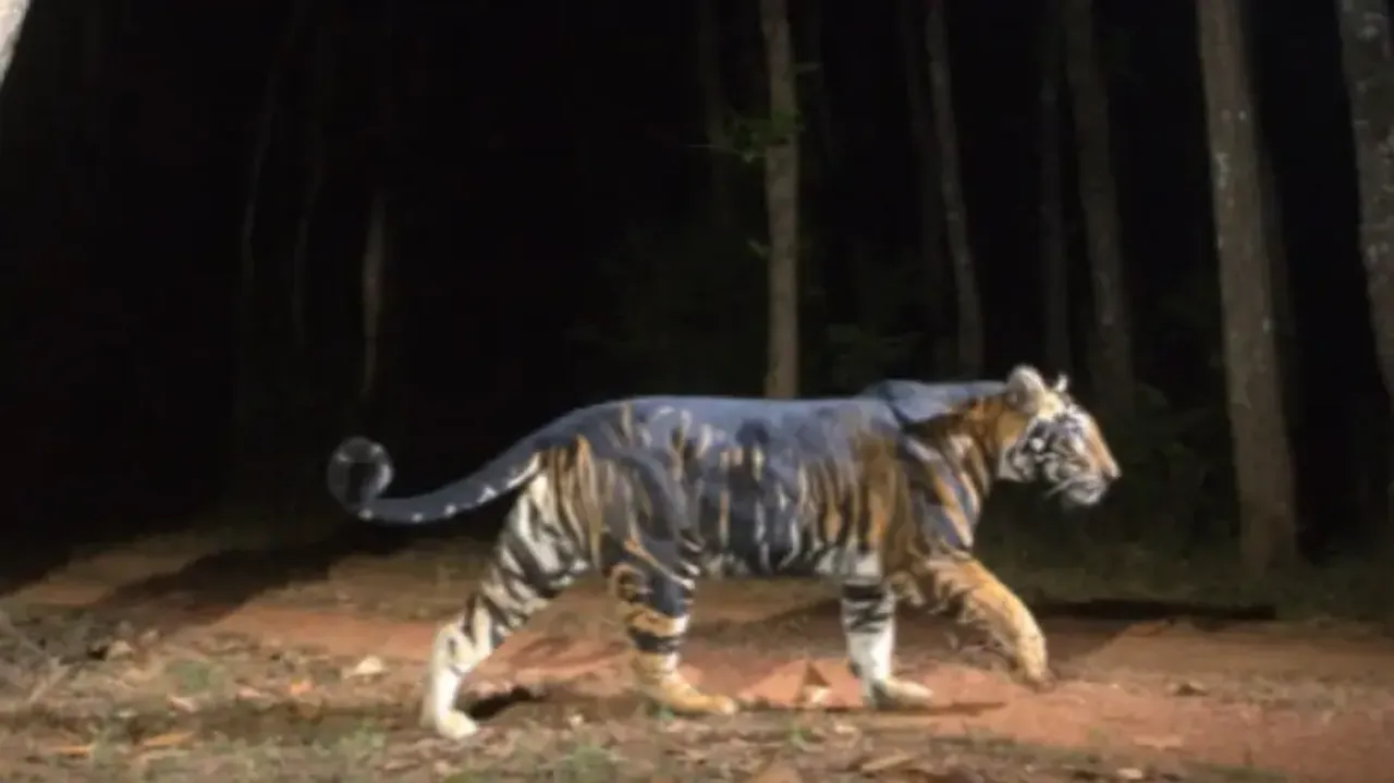 40 Royal Bengal Tigers now in Similipal; Odisha sets target for 100 tigers in 10 years