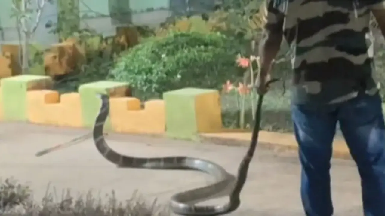 20-feet long King Cobra rescued from school classroom in Rayagada